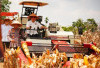Produksi Jagung Nasional Naik 11,18 Juta Ton: Polri Motor Penggerak - Kelola 819 Ribu Hektare, Libatkan 858 Ri