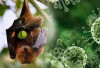 Waspada! Peneliti BRIN Deteksi Jejak Virus Nipah pada Kelelawar di Tiga Pulau Besar