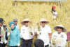 165 Hektar Luas Baku Sawah di Prabumulih: Panen Perdana Padi Inpari 32 di Kelurahan Payuputat