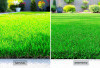 Rumput Asli vs Rumput Sintetis, Mana yang Lebih Cocok untuk Taman Rumah?