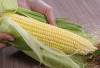 Manfaat Jagung Manis: 7 Masalah Kesehatan yang Bisa Diringankan
