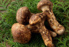 Rahasia Olahan Jamur Matsutake: Lezat, Bergizi, dan Penuh Manfaat