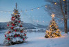 Alasan Ilmiah Pohon Natal Tetap Hijau di Tengah Musim Dingin