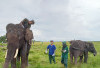 Terharu! Begini Cara Dokter Hewan Rawat 28 Ekor Gajah di Suaka Margasatwa