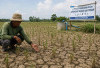 JIAT Belum Berfungsi, 132 Hektare Sawah di Tanjung Jati Kekeringan, 500 KK Petani Terancam Gagal Tanam