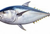 Kaya Omega-3! Inilah 7 Manfaat Ikan Tuna bagi Kesehatan